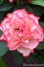 Spanish Dancer