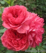 Rosarium Uetersen Rosarium Uetersen