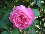 Mary Rose Mary Rose