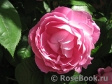 Mary Rose Mary Rose