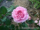 Rosengräfin Marie Henriette Rosengräfin Marie Henriette