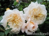Crocus Rose® Crocus Rose®