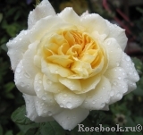 Crocus Rose® Crocus Rose®