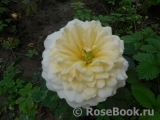 Crocus Rose® Crocus Rose®