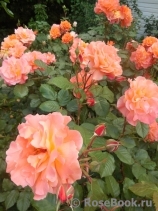 Westerland Westerland