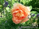 Lady of Shalott Lady of Shalott