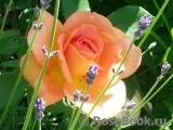 Lady of Shalott Lady of Shalott