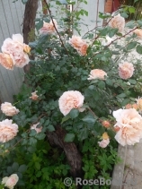 Abraham Darby Abraham Darby