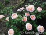 Abraham Darby Abraham Darby