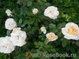 Lions Rose Lions Rose