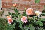 Augusta Luise Augusta Luise