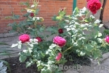 Falstaff® Falstaff®