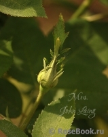 Mrs. John Laing Mrs. John Laing