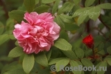 Therese Bugnet