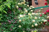 Crown Princess Margareta® Crown Princess Margareta®