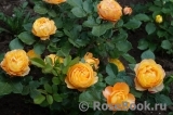 Baby Romantica Baby Romantica