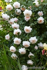 Crocus Rose® Crocus Rose®