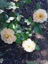 Bernstein-Rose Bernstein-Rose