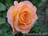 Rosemary Harkness Rosemary Harkness