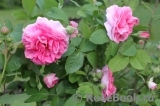 Gertrude Jekyll Gertrude Jekyll