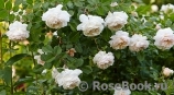Crocus Rose® Crocus Rose®