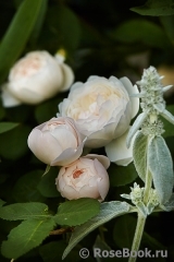 Glamis Castle® Glamis Castle®