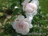 Generous Gardener, The Generous Gardener, The
