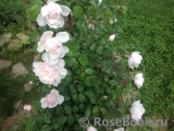 Generous Gardener, The Generous Gardener, The