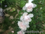 Generous Gardener, The Generous Gardener, The