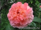 Augusta Luise Augusta Luise