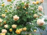 Golden Celebration® Golden Celebration®