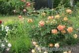 Lady of Shalott 