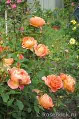 Lady of Shalott 
