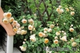 Crown Princess Margareta® Crown Princess Margareta®