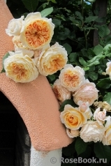 Crown Princess Margareta® Crown Princess Margareta®