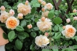 Crown Princess Margareta® Crown Princess Margareta®