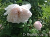 Generous Gardener, The Generous Gardener, The
