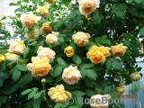 Golden Celebration® Golden Celebration®