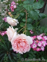 Abraham Darby Abraham Darby