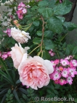 Abraham Darby