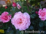 Tickled Pink Tickled Pink