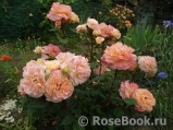 Augusta Luise Augusta Luise