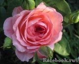 Comtesse de Provence®