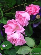Zephirine Drouhin Zephirine Drouhin