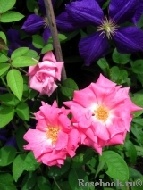 Zephirine Drouhin Zephirine Drouhin