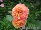 Augusta Luise Augusta Luise