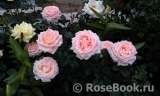 Bloom of Ruth Bloom of Ruth