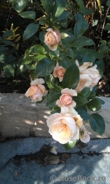 Pride and Prejudice Pride and Prejudice