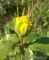 Friesia Friesia