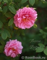 Therese Bugnet